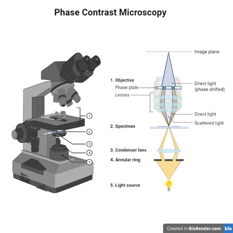 Image result for Phase Contrast Microscopy Applications