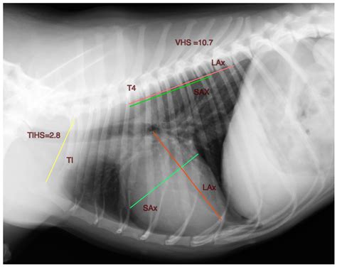 The Thoracic Inlet Heart Size, a New Approach to Radiographic Cardiac ...