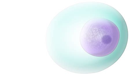 Image result for Cell-Free DNA Testing