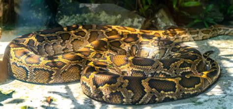 Image result for Python Turtle Screen Coordinates Layout