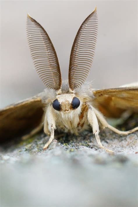 Image result for Gypsy Moth