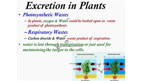 Excretion In Plants