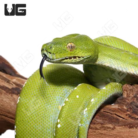 Image result for Adult Green Tree Python