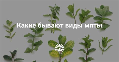 Сорта мяты с названиями: какие бывают виды, как выглядит, когда цветет ...