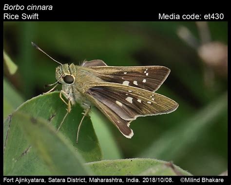 Borbo cinnara | Butterfly