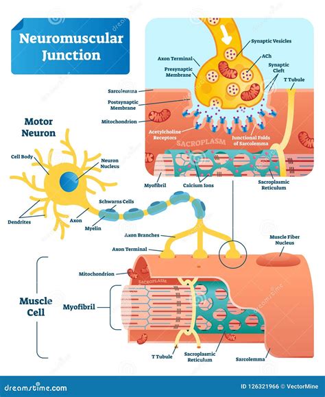 Neuromuscular Junction Vector Illustration Scheme. Labeled Cell ...