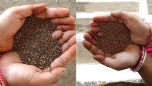 MP News: Govt To Procure Kodo Kutki For First Time; Cabinet Approves ...