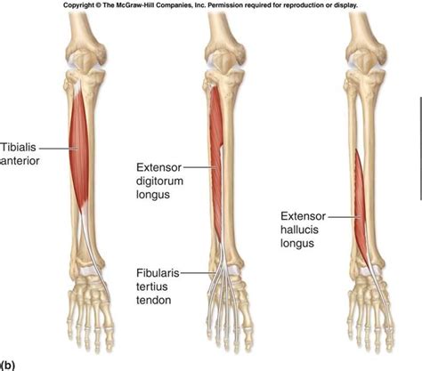 Image result for Extensor Digitorum Longus