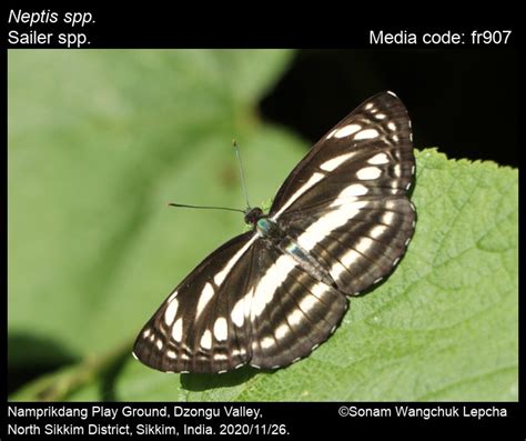 Neptis spp. | Butterfly