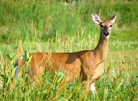 Doe tags available in Pennsylvania when license sales start June 26 ...