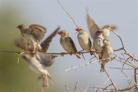 Weaver | Nesting Habits, Social Behavior & Plumage | Britannica
