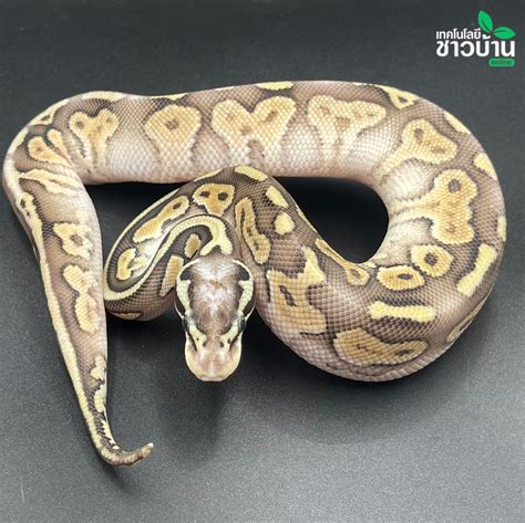Image result for Class 12 Python Functions