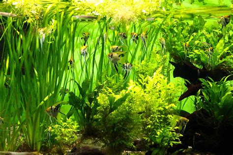 Mastering Vallisneria – How to Plant and Trim for a Stunning Aquarium - AllAquariumFish.com