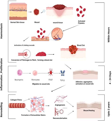 Frontiers | Exploring the contribution of pro-inflammatory cytokines to impaired wound healing ...