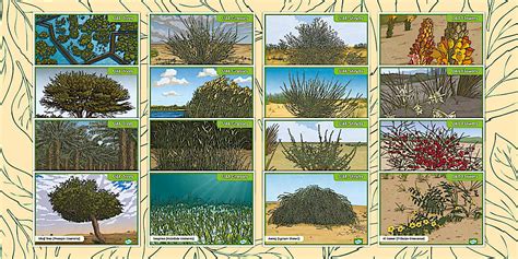 UAE Plants - Illustrated Posters