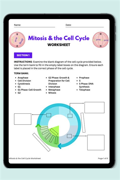 Mitosis & the Cell Cycle Interactive PowerPoint & Worksheet | High ...