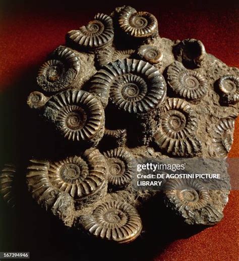 Image result for Round Shell Fossil