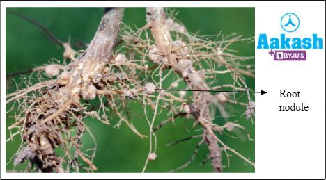 Symbiosis: Types, Nitrogen Fixation, Ecological Importance, Practice ...