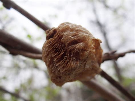 Praying Mantis Cocoon on Fruit Tree Branch