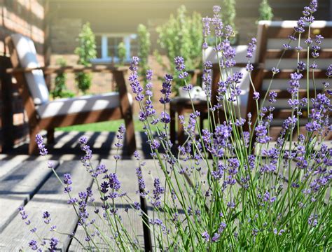 Lavender Pruning Tips 的图像结果