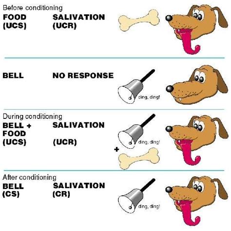 Image result for Second Order Pavlovian Conditioning Examples