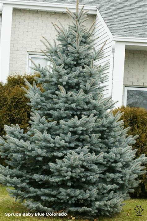 Spruce Baby Blue Colorado - Saskatoon Landscape Store