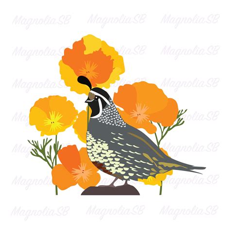 Cute Quail Clip Art