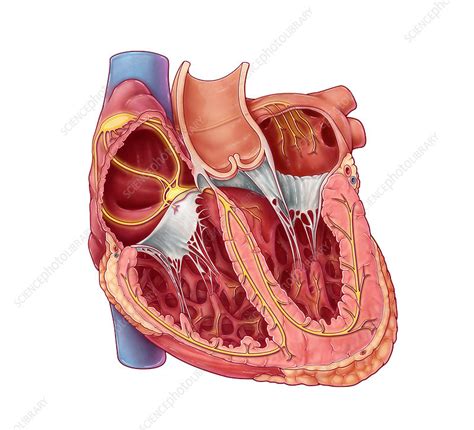 Image result for Cardiac Conduction System Disorders