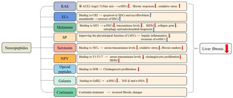 Current Perspectives of Neuroendocrine Regulation in Liver Fibrosis