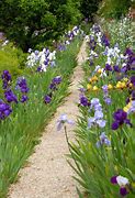 Image result for Monet Iris Garden