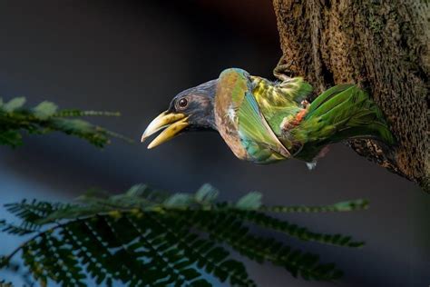 Image result for Fluoro Guided Injection