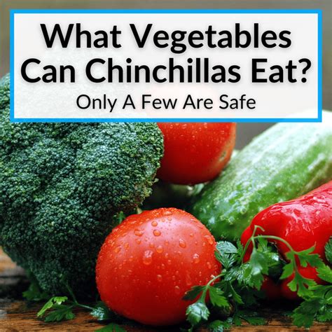 What Vegetables Can Chinchillas Eat? (Very Few Are Safe)