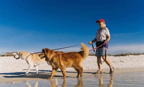 Title: Dog-Friendly Pensacola Beach Guide: Pet-Friendly Stays