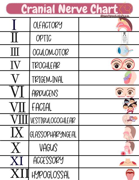 Cranial Nerve Chart, Slp, Neuroanatomy, SLP to Be, Study Cards, Brain ...
