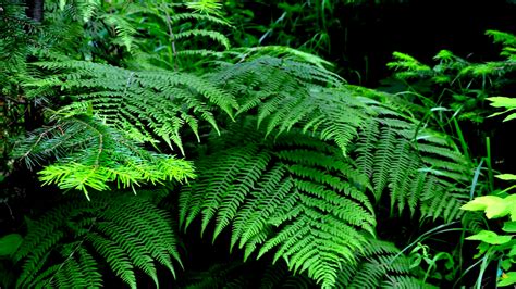 How Often to Water Ferns Outside? - GardenProfy