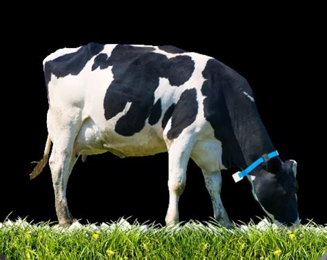 JioGausamriddhi - Smart Cattle Monitoring & Heat Detection System | AI ...