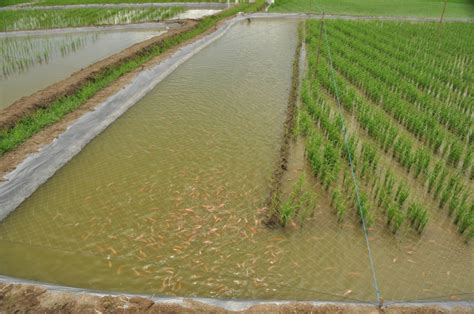 Fish rice farming: धान की खेती के साथ इस तकनीक से करें मछली पालन ...