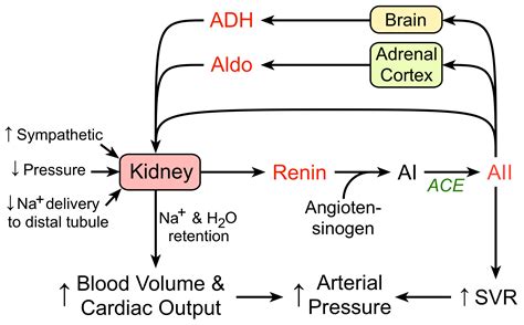 CV Physiology | Renin-Angiotensin-Aldosterone System