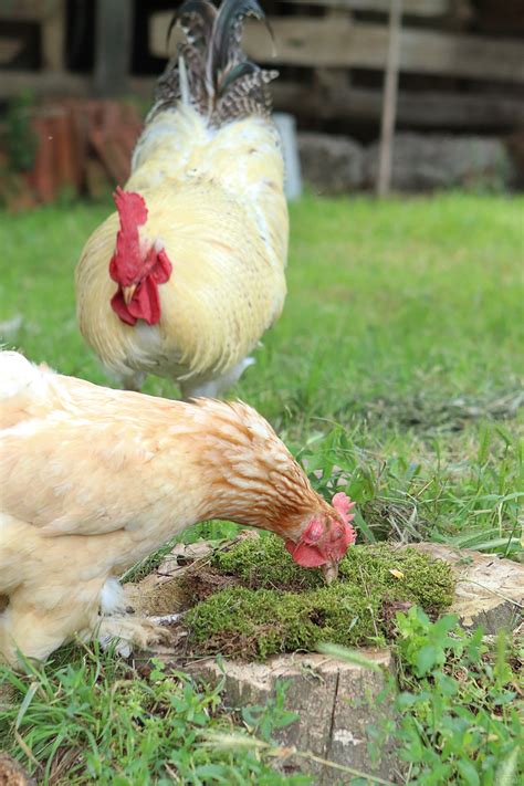 So, Can Chickens Eat Moss?