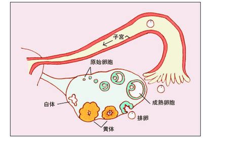 黄体的发育及转归黄体的形成功能及退化2022已更新今日图集