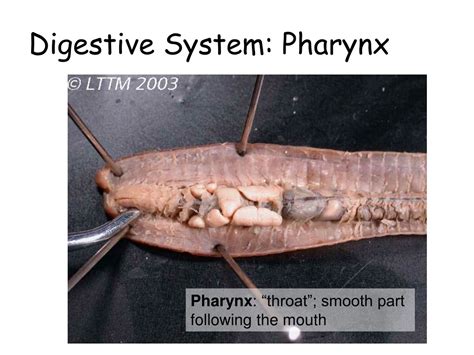 PPT - Virtual Earthworm Dissection PowerPoint Presentation, free download - ID:9144650