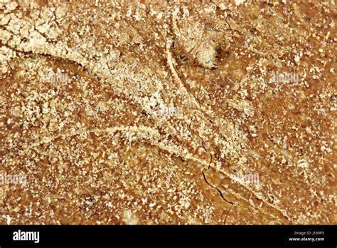 Image result for Bread Crust