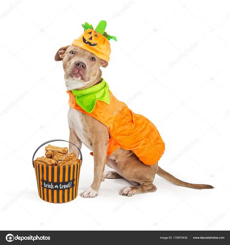 Pitbull Dog Costumes