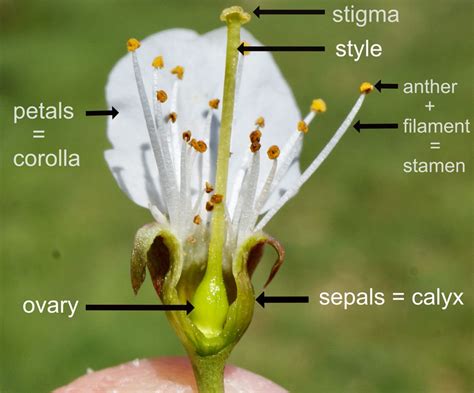 Flowering Plant Life Cycle - Flowering Plant Life Cycle