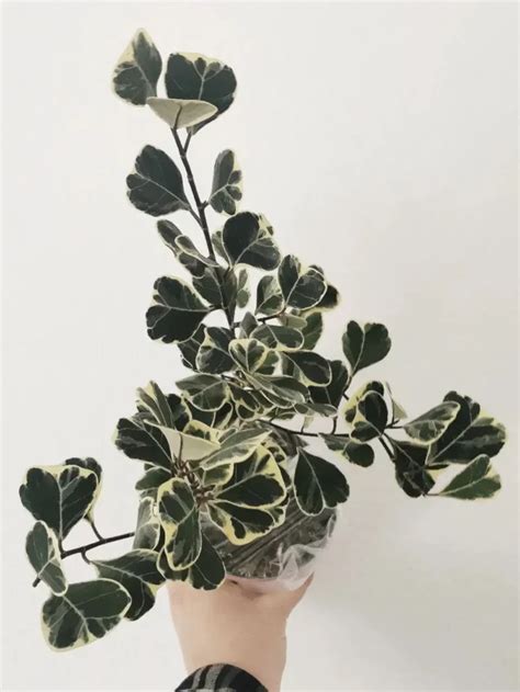 Image result for Ficus Triangularis Variegata Humidity