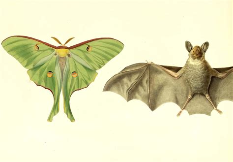 Luna Moth