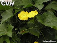 Image result for 丝瓜 Luffa cylindrica