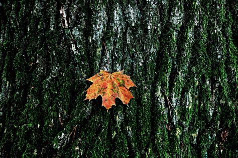 Image result for Folium Tutorial