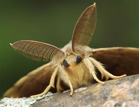 Image result for Gypsy Moth