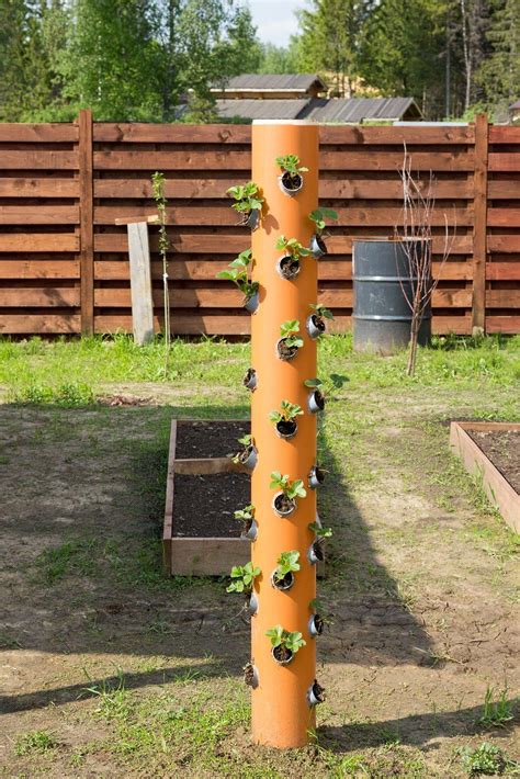 Vertical Strawberry Tower Garden: PVC Pipe Planting Guide
